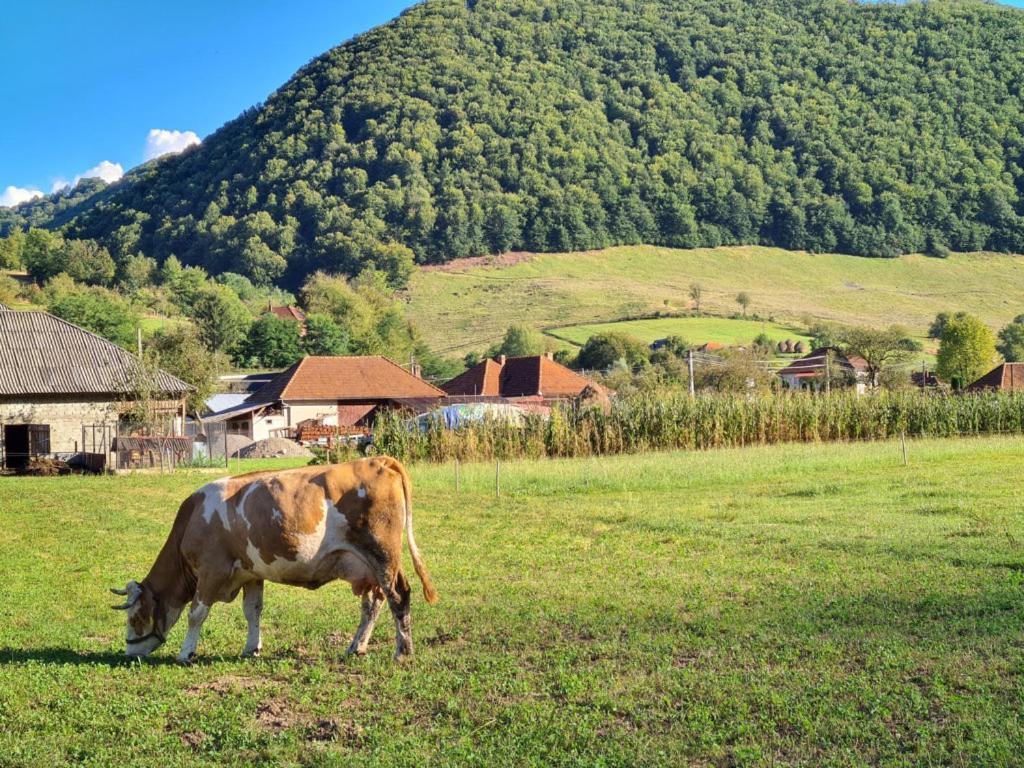 Casute Zavoi Bulz Villa Exteriör bild