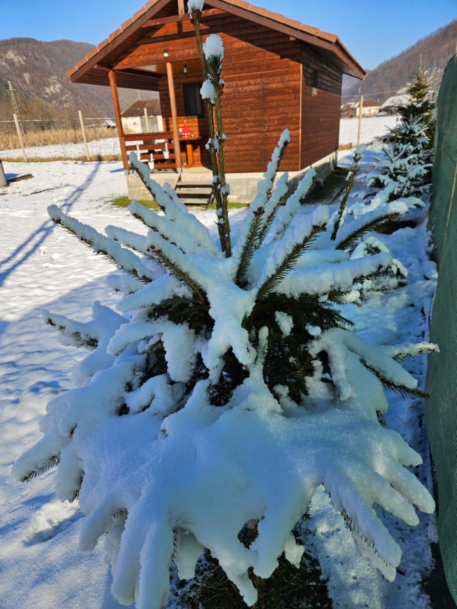 Casute Zavoi Bulz Villa Exteriör bild